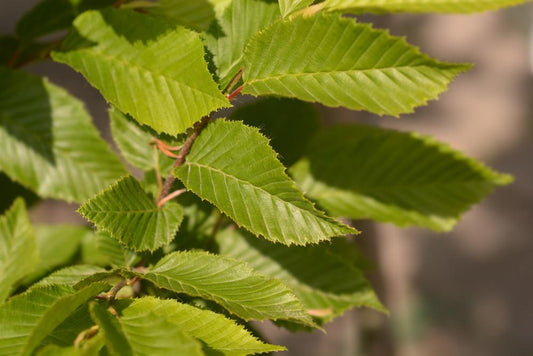 Carpinus Betulus Fastigiata Lucas 'Columnar Hornbeam' 45 litre  210cm Clear Stem (12-14cm Girth)