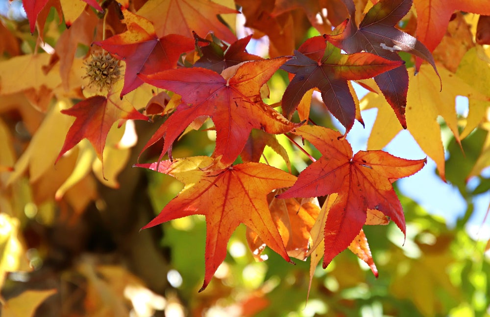 Liquidamber Worplesdon - Sweet Gum Tree 130 litre (18-20cm girth)