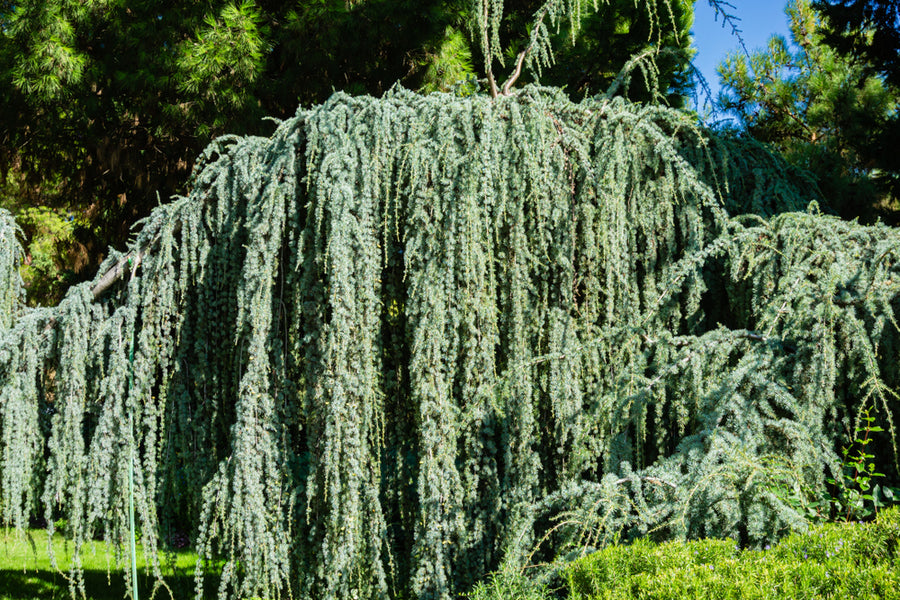 Cedrus Atlantica Glauca Pendula 12lt pot Height 100-110cm