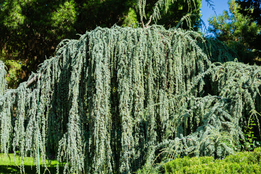 Cedrus Atlantica Glauca Pendula 12lt pot Height 100-110cm