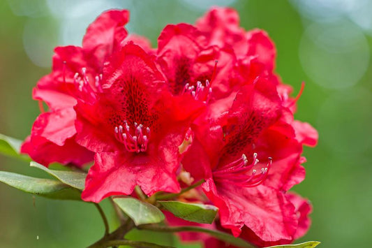 Rhododendron Nova Zembla (5 Litre Pot)