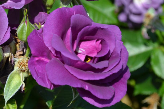 Rose Rhapsody in Blue ‘Bush Rose’ 5Lt pot