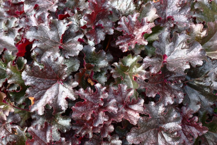 Heuchera ‘Black Pearl' 1.5Lt pot