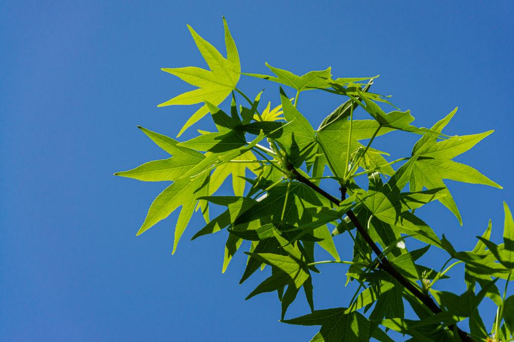 Liquidamber Gumball - Sweet Gum Tree 80 litre (18-20cm girth)