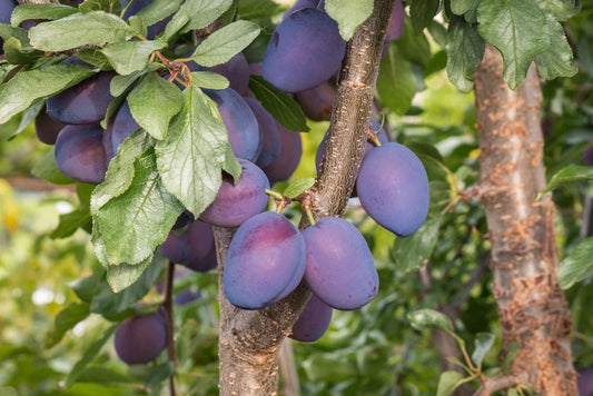 Prunus Merryweather Damson - Damson Plum Tree 2 Year Old Bush