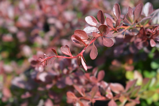 Berberis Atropurpurea Nana  (3 Litre Pot)