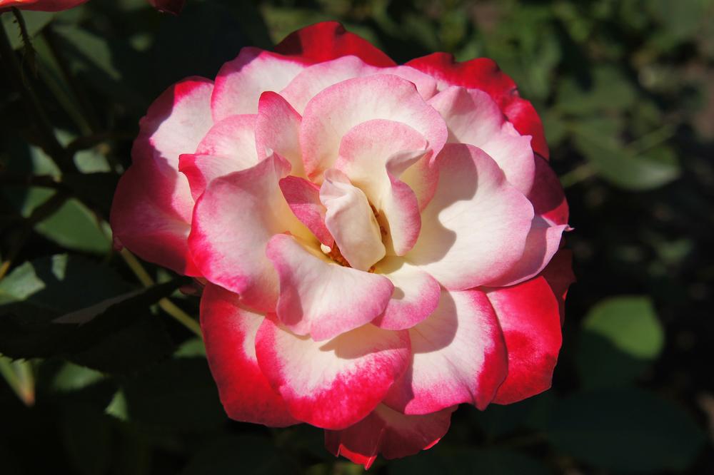Rose Nostalgia (bush) 5 Litre Pot