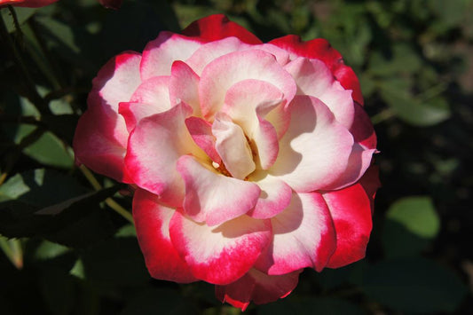 Rose Nostalgia (bush) 5 Litre Pot