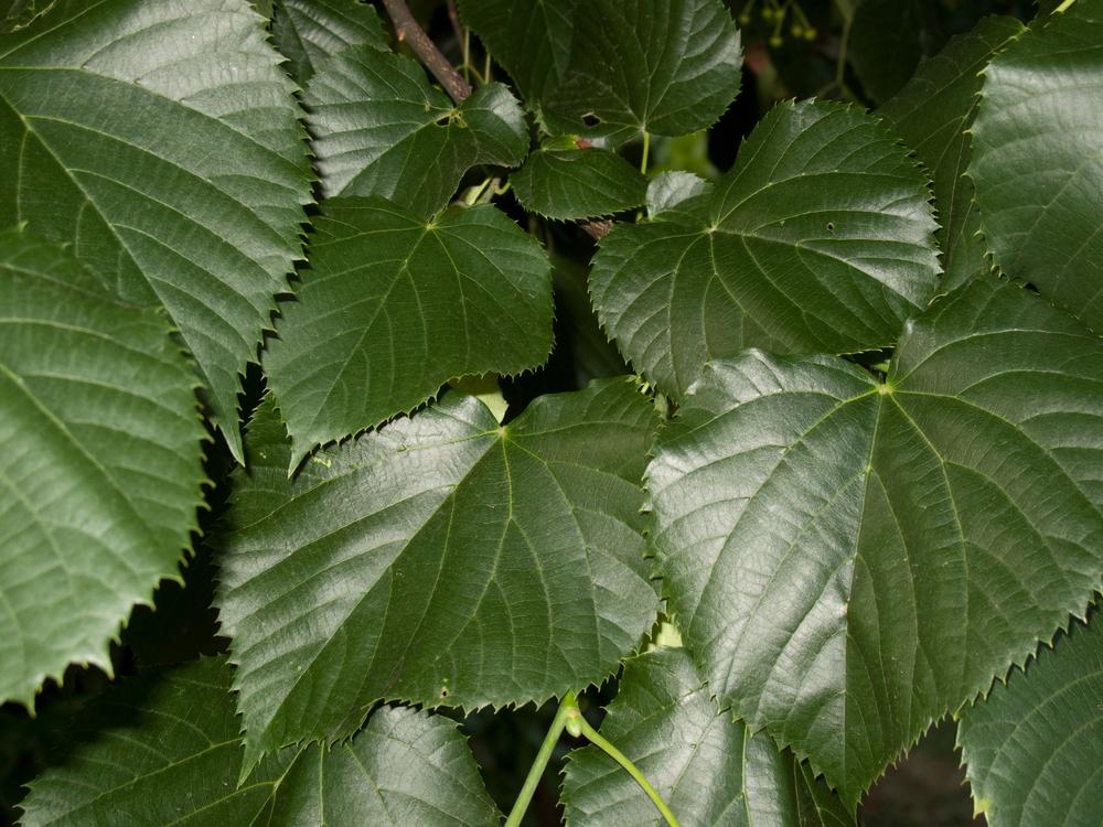 Tilia Pallida Box Cubed  - Common Lime Tree - 350 litre Pot (35-40cm girth)