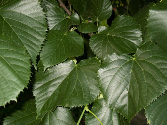Tilia Pallida Box Cubed  - Common Lime Tree - 350 litre Pot (35-40cm girth)