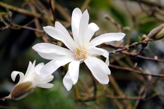 Magnolia Stellata Royal Star 3lt pot