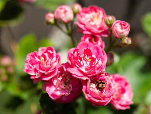 Crataegus Paul's Scarlet - Pink Hawthorn Tree 45 litre pot (10-12cm Girth)
