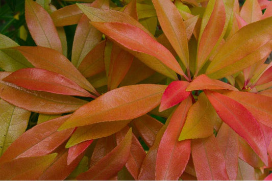 Pieris Japonica Little Heath  (3 Litre Pot)