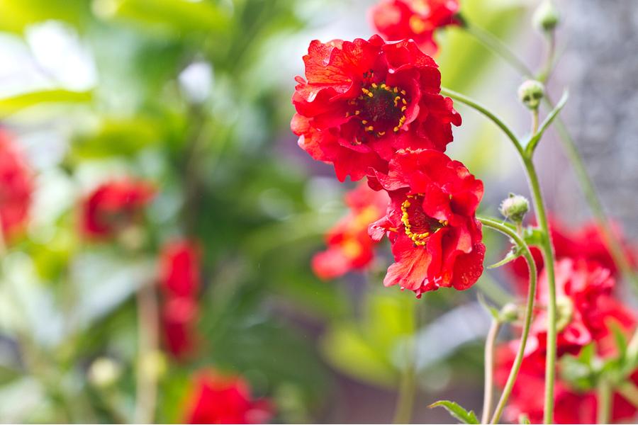 Geum ‘Mrs Bradshaw’ 3Lt pot