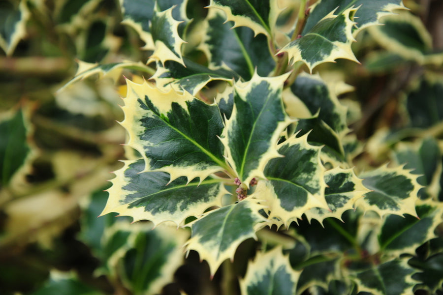 Ilex Aquifolium Argentea Marginata  - 35 Litre 700mm Standard Stem with 700mm Head Overall Ht. 1100mm