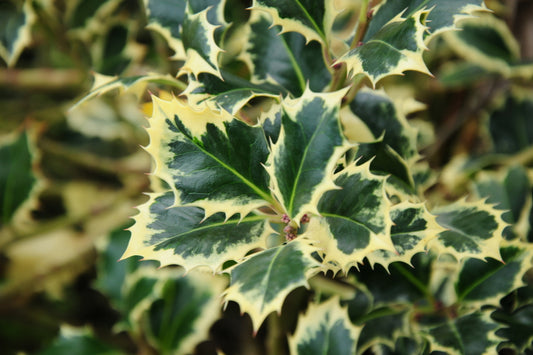 Ilex Aquifolium Argentea Marginata  - 35 Litre 700mm Standard Stem with 700mm Head Overall Ht. 1100mm