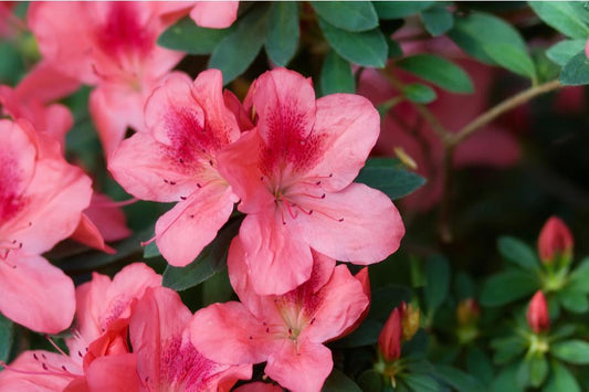 Azalea Japonica Gilbert Mullie (Evergreen) 5lt pot