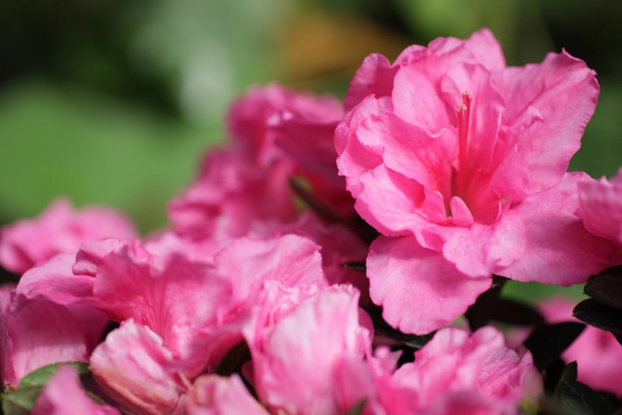 Azalea Japonica Rosa (Evergreen) 5lt pot