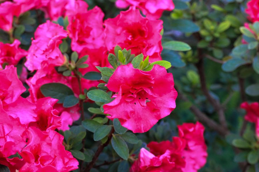 Azalea Japonica Florida (Evergreen) 5lt pot