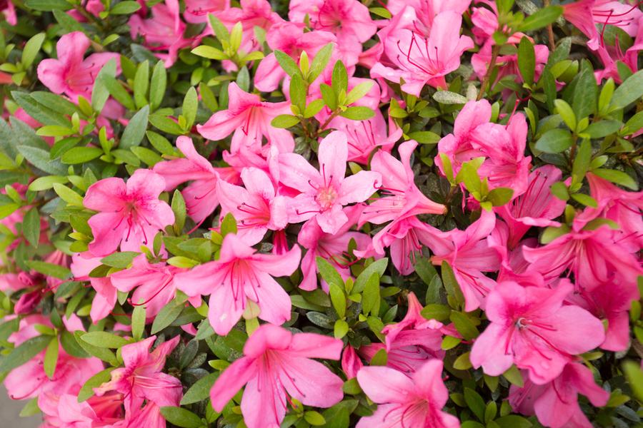 Azalea Japonica Madame Van Hecke (Evergreen) 5lt pot