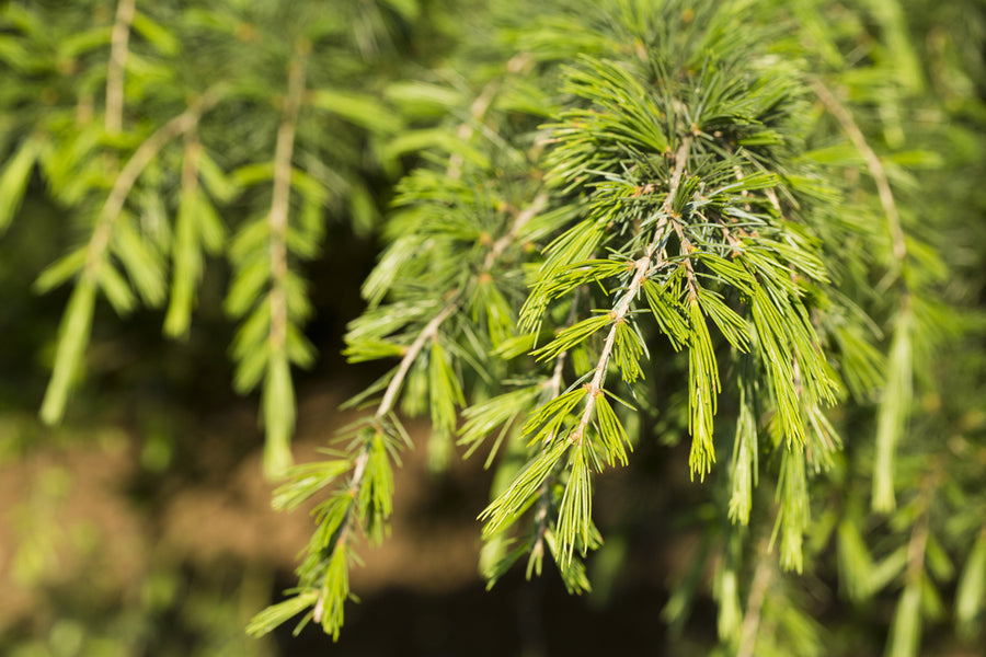 Cedrus Deodara 12lt pot Height 80-100cm