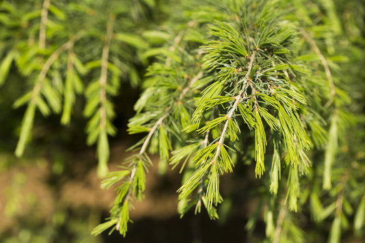 Cedrus Deodara 12lt pot Height 80-100cm