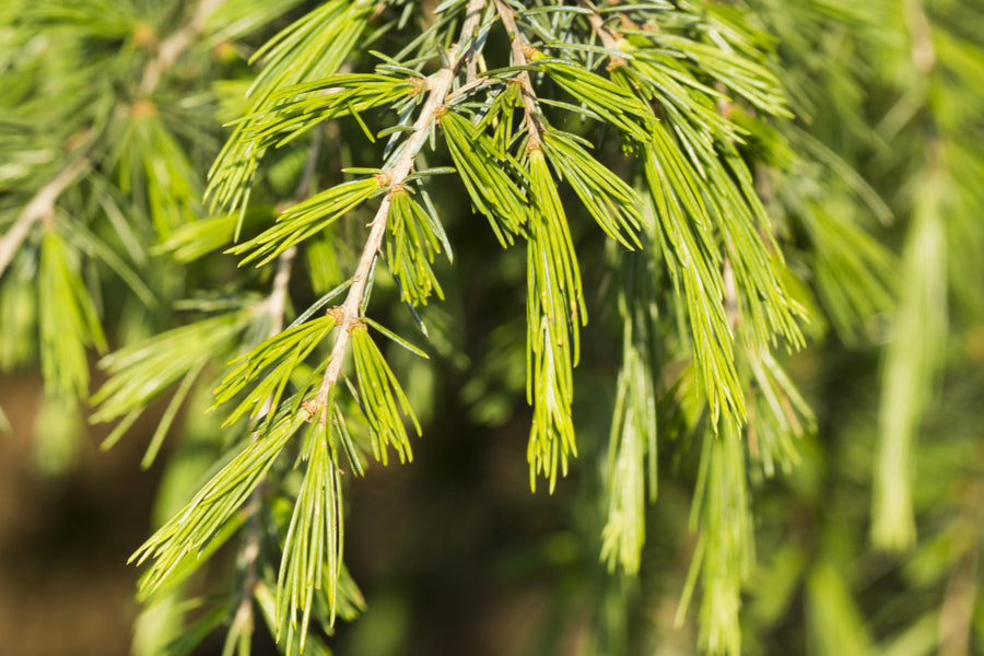 Cedrus Deodara Aurea 12lt pot Height 80-90cm