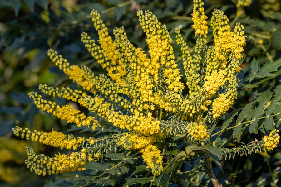 Mahonia Winter Sun 1.3-1.6m  (45 Litre Pot)