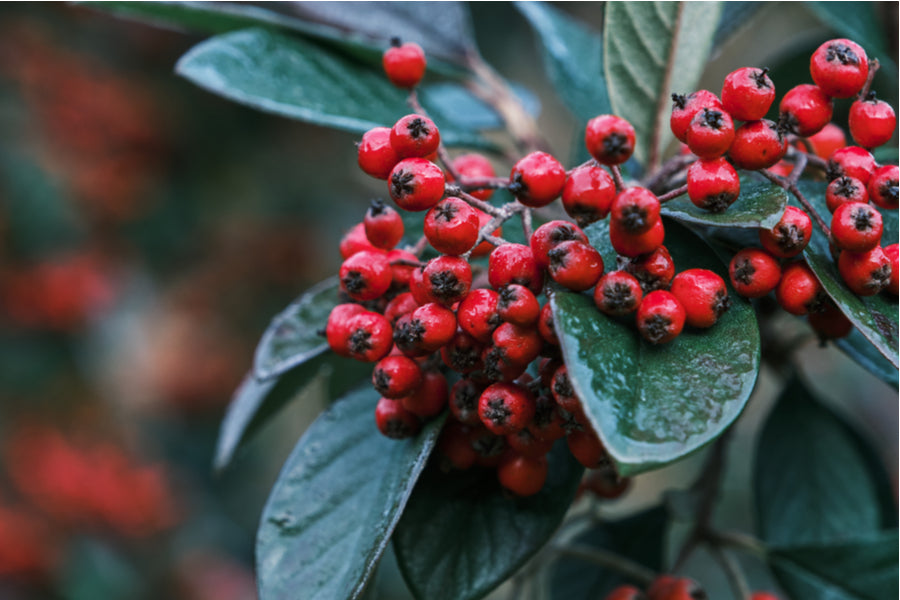 Cotoneaster Franchetii  5 Litre Pot Ht. 60-80cm