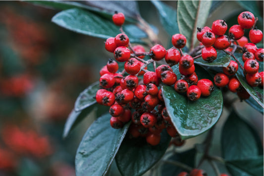 Cotoneaster Franchetii  5 Litre Pot Ht. 60-80cm
