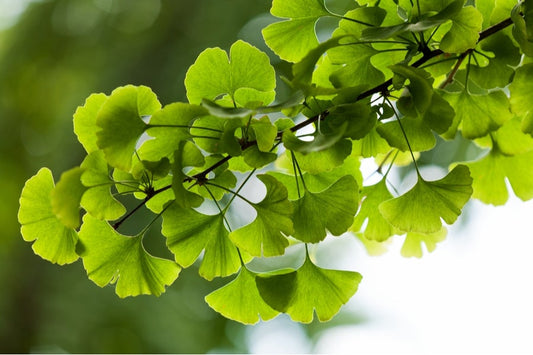 Ginkgo Biloba Tree Maidenhair Trees 12 litre pot (150-175cm)