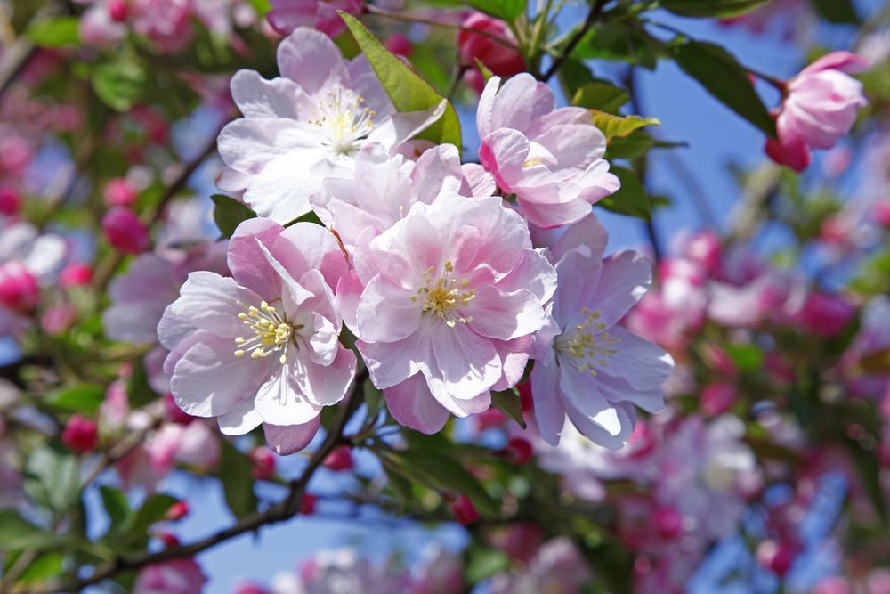 Malus John Downie - Crab Apple 45 Litre Pot (10-12cm)