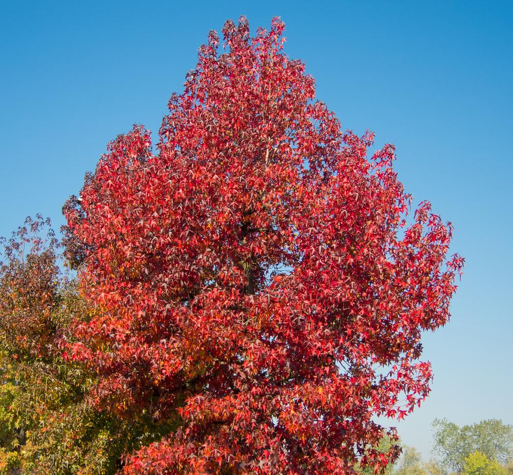 Liquidamber Gumball - Sweet Gum Tree 80 litre (18-20cm girth)