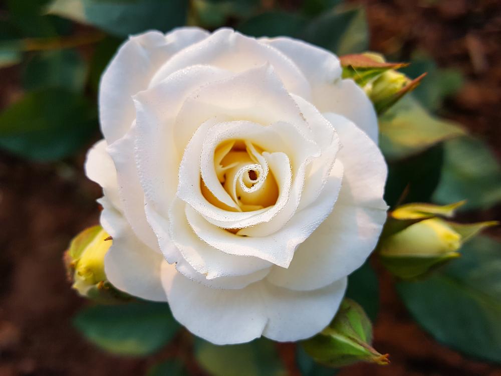Rose Iceberg (bush) 5 Litre Pot