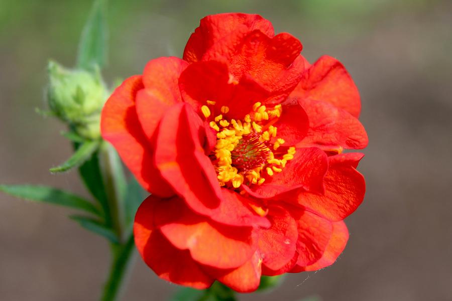 Geum ‘Mrs Bradshaw’ 3Lt pot