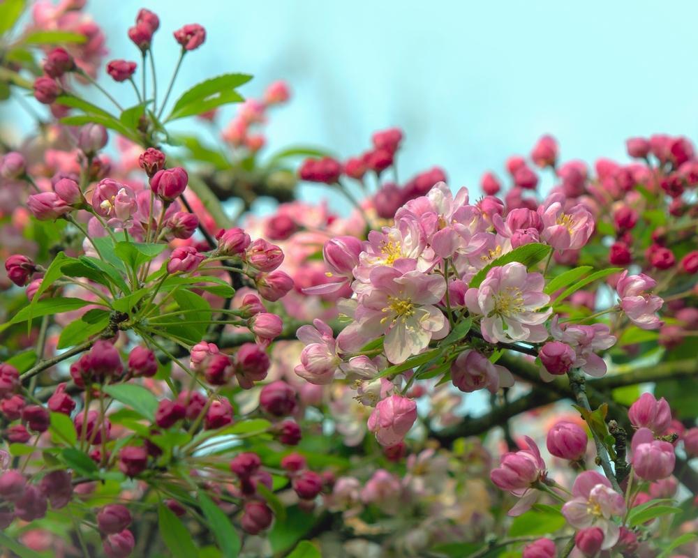 Malus John Downie - Crab Apple 45 Litre Pot (10-12cm)