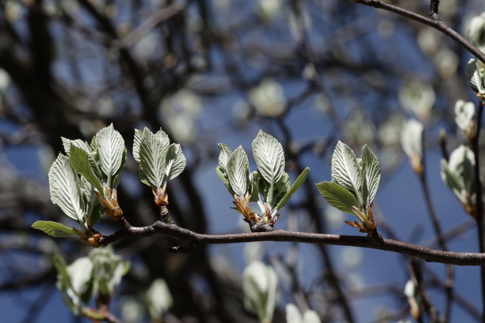 Sorbus Aria Lutescens 'Whitebeam' 12 Litre Pot