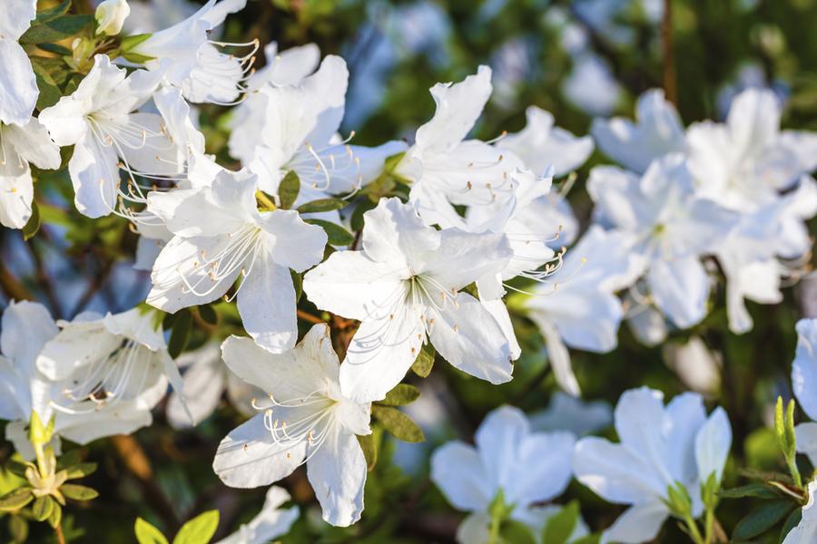 Azalea Japonica Meme (Evergreen) 5lt pot