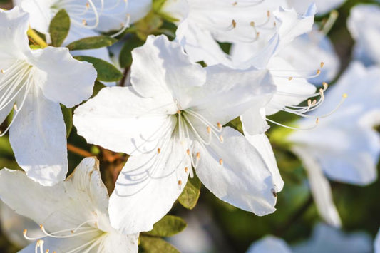 Azalea Japonica Meme (Evergreen) 5lt pot