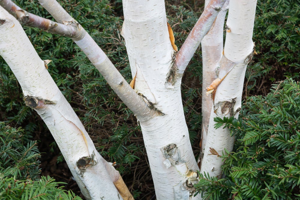 Betula Jacquemontii Multistem - White Stem Birch Tree - 130 litre litre Pot (3.5-4 metres) NI DELIVERY ONLY