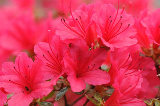 Azalea Japonica Thierry (Evergreen) 5lt pot