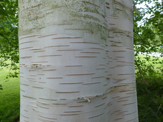 Betula Jacquemontii (Doorenbos) - White Stem Birch Tree - 65 litre Pot (4-5 metres)