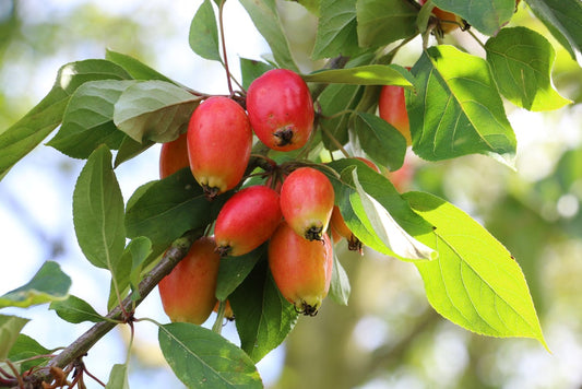 Malus John Downie - Crab Apple 25 Litre Pot (5-6ft)