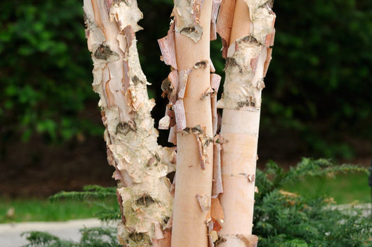 Betula Nigra Summer Cascade 12 litre pot (175-200cm)
