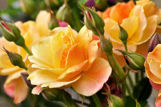 Rose Precious Amber  (bush) 5 litre Pot