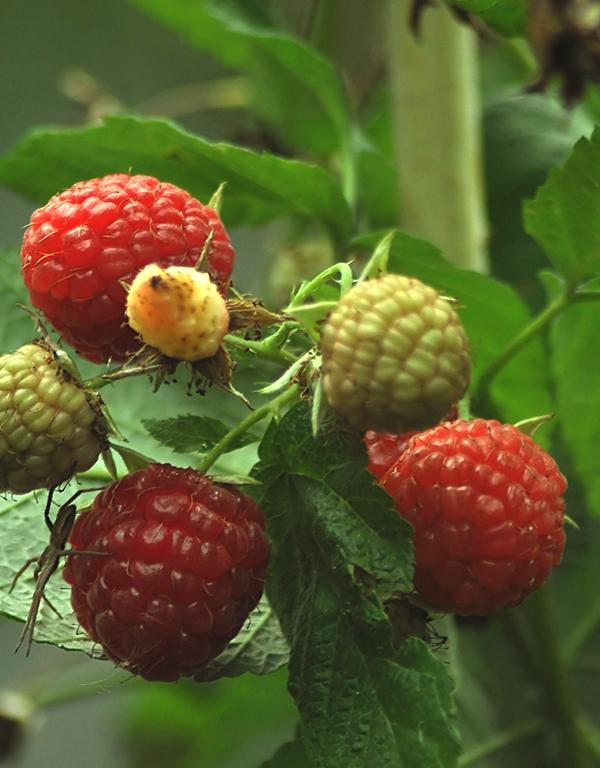 Edible Hedge (60-90cm) Pre-Order Now for November Delivery