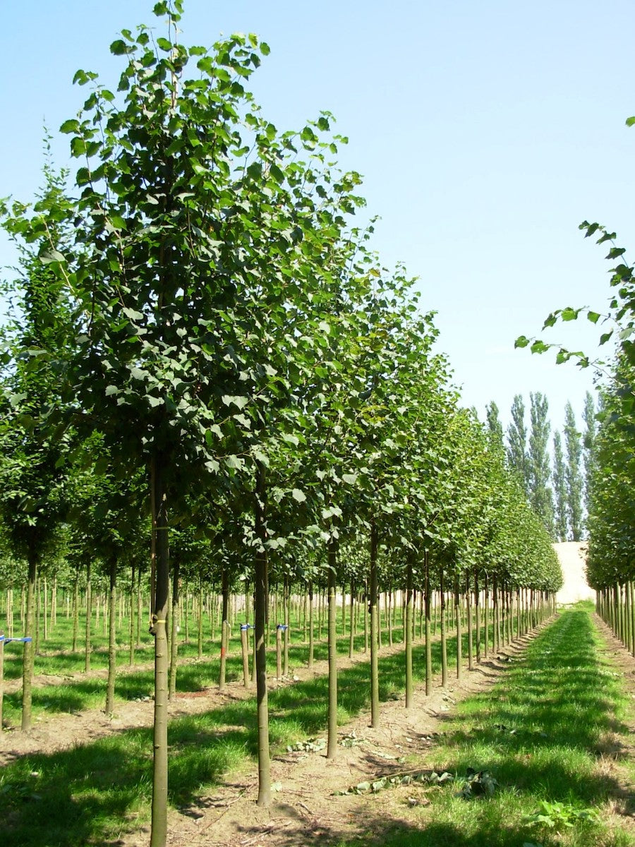 Tilia Cordata Rancho -  Pyramidal Lime Tree - 80 litre Pot (16-18cm girth)