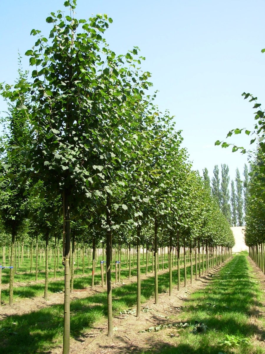 Tilia Greenspire 'Small leaved Lime' 180 litre Pot (25-30cm girth)