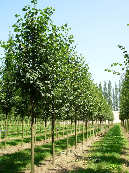 Tilia Greenspire 'Small leaved Lime' 180 litre Pot (25-30cm girth)