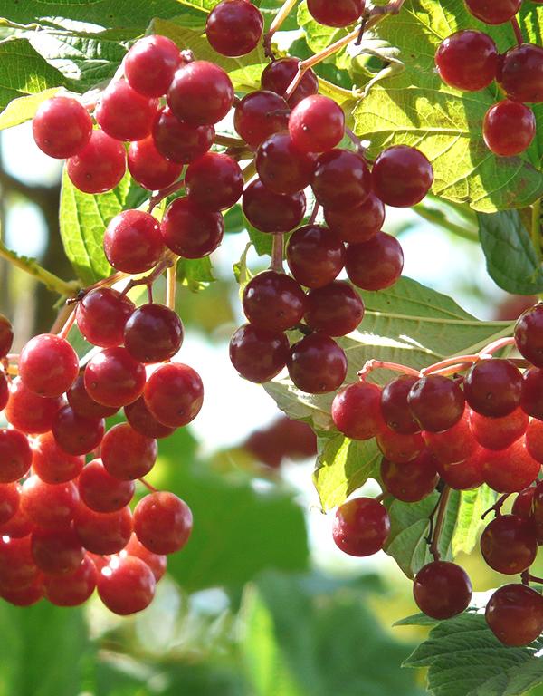 Viburnum Opulus (Geulder Rose) [40-60cm] 25 per bundle